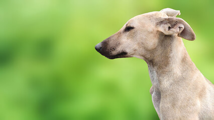 white dog in green background background.