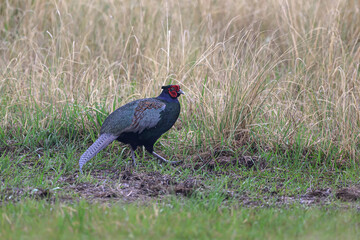 雨の草原のキジ