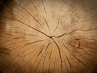 big old oak tree trunk - wood texture