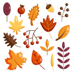 Vector isolated flat Set autumn leaves. Autumn leaves or fall foliage icons. Maple, oak, mountain ash leaves