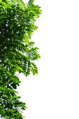 green tree branch isolated on white background