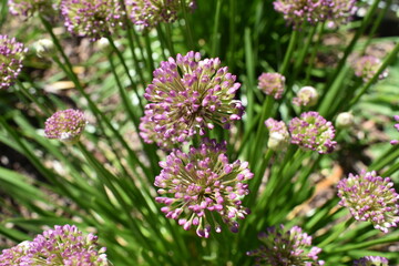 flowers in the garden