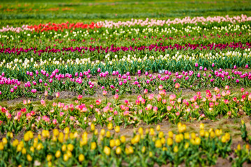 spring field of tulips