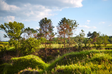 Fototapeta na wymiar spring field with trees
