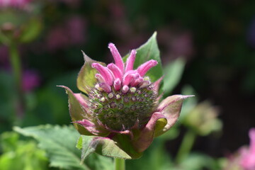 close up of a pink flower
