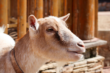 Fototapeta premium portrait of a goat in the zoo closeup