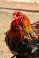 portrait of a bright colorful big rooster close up