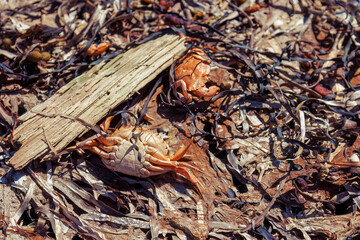 Two dead crabs in seaweed