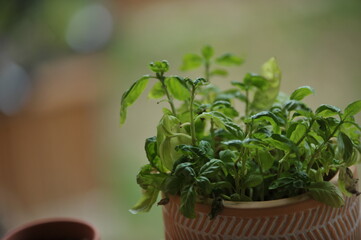 Pot de fleur en terre garnit de Basilique, un basilique frais et de qualité. 