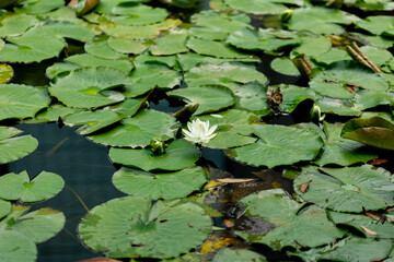 睡蓮