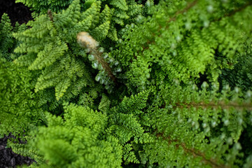 bright green fern bush
