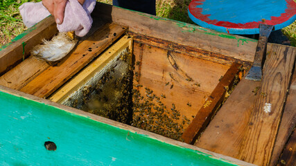 The beekeeper works in the apiary. Beehive and honey production.