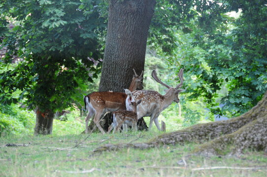 Dammwildfamilie mit Jungtieren