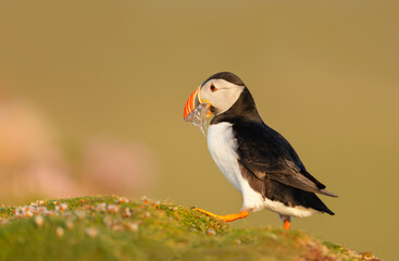 Atlantic puffin with sand eels in the beak on a coastal area of Scotland