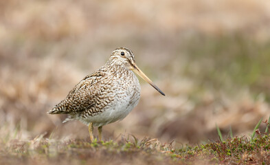Close up of a south American snipe