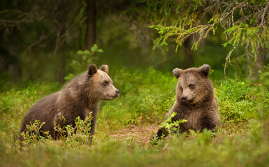 Obraz na płótnie Canvas Close up of playful European brown bear cubs in the forest