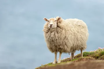 Gordijnen Shetland sheep standing on a coastal area of the Shetland Islands © giedriius