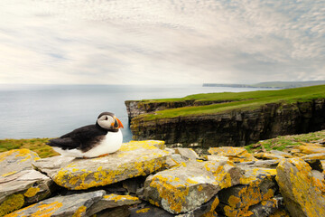 Atlantic puffin on cliffs, Noss island, Shetland, UK