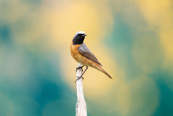 Common Redstart perched on a tree branch against colorful background