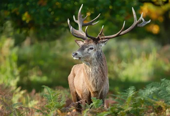 Stof per meter Close up of a red deer stag in autumn © giedriius