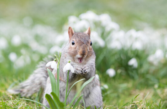 Close-up of a Grey Squirrel eating nut in snowdrops