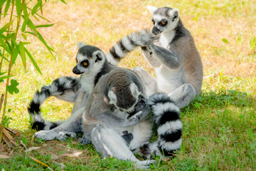 Katta Familie bei der Fellpflege