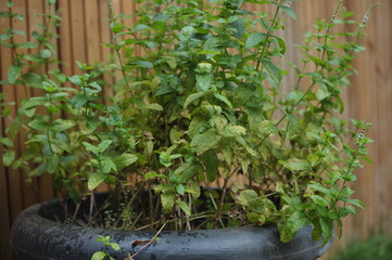 Menthe fraiche cultivé dans un pot. 