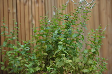 Menthe fraiche cultivé dans un pot. 