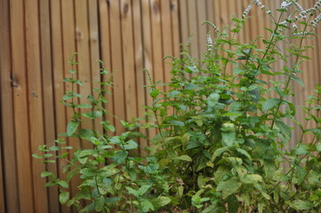Menthe fraiche cultivé dans un pot. 