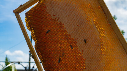 The beekeeper works in the apiary. Beehive and honey production.