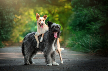portrait of two dogs friends pets walk in nature
