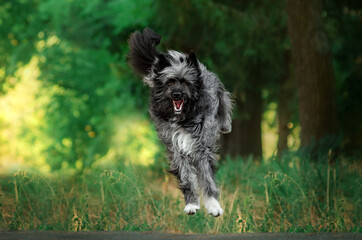 Lovely mixbreed dog portrait walking with a pet in nature
