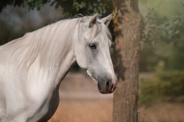 Obraz na płótnie Canvas Beautiful photo of a white horse in nature adorable photo of pets 