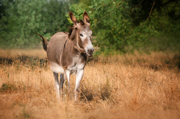 Naklejka na ściany i meble Lovely donkey portrait in nature pets adorable photo 