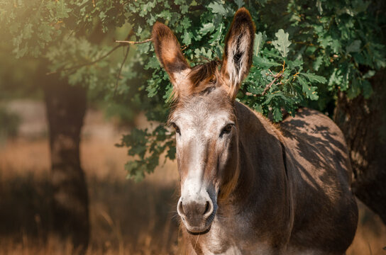 Lovely donkey portrait in nature pets adorable photo
