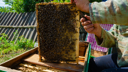 The beekeeper works in the apiary. Beehive and honey production.