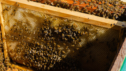 The beekeeper works in the apiary. Beehive and honey production.