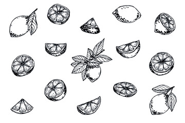 Fototapeta Vector set of lemon clipart. Hand drawn citrus icon. Fruit illustration. For print, web, design, decor, logo. obraz