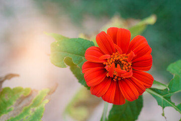 red poppy flower with bee