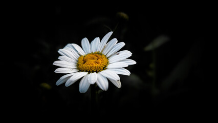 daisy on black