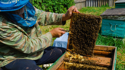 The beekeeper works in the apiary. Beehive and honey production.