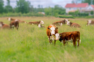 a red and white cow stands with her calf in a green meadow with white clover against the background...