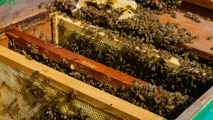 The beekeeper works in the apiary. Beehive and honey production.