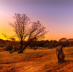 Fototapeta premium sunset in golden harvest park Johannesburg, South Africa