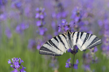 Beautiful nature in the lavender field