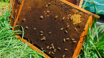 The beekeeper works in the apiary. Beehive and honey production.