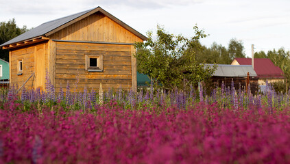 Fototapeta premium A little summer village in the greenery of trees and flowers on the Sunset