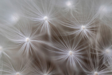 Dandelion white flowers in macro
