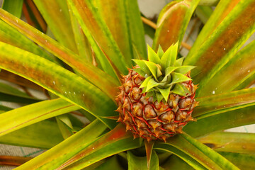 Scenes of Azores, Portugal