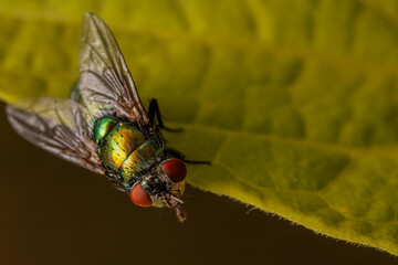 fly on leaf